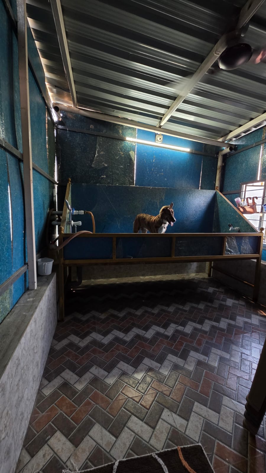 Dog Bath