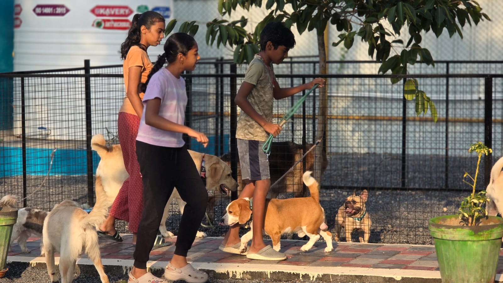 Dog Boarding